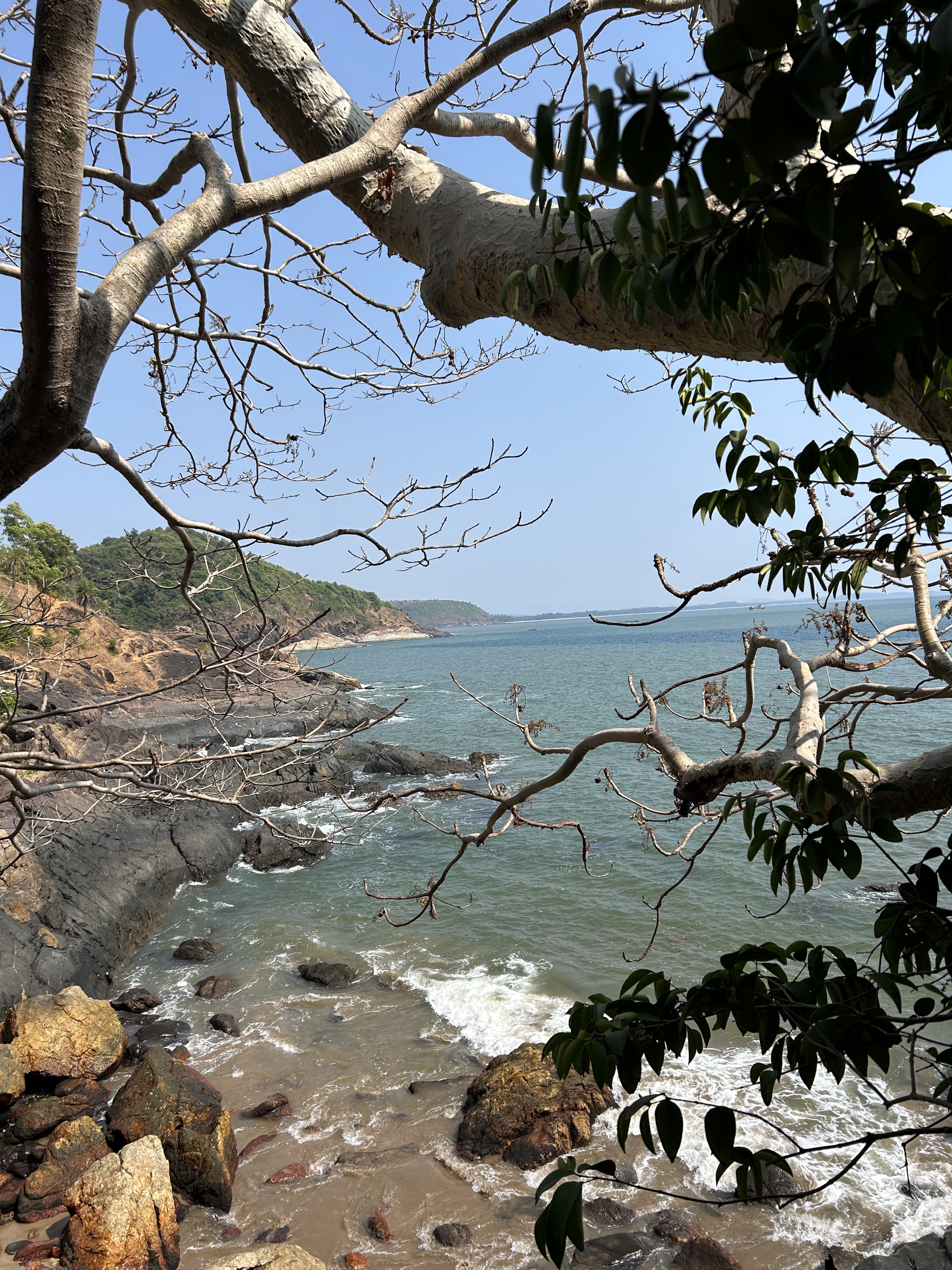 The coast seen through a tangle of branches